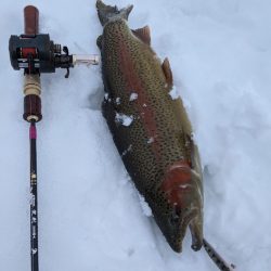 会津大川（会津非出資漁業協同組合） 釣果