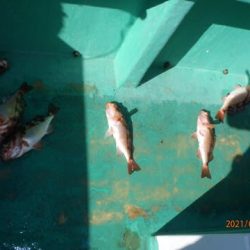 第二むつ漁丸 釣果