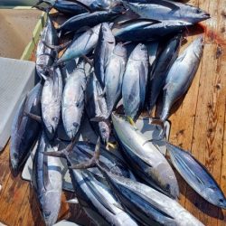 小海途 釣果