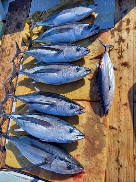 小海途 釣果
