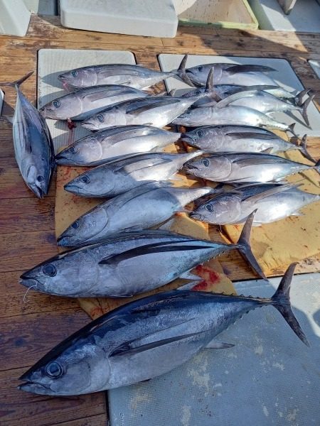 小海途 釣果
