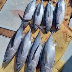 小海途 釣果
