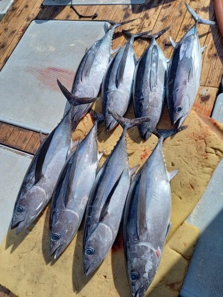 小海途 釣果