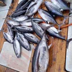 小海途 釣果