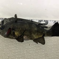 Magic(マジック) 釣果