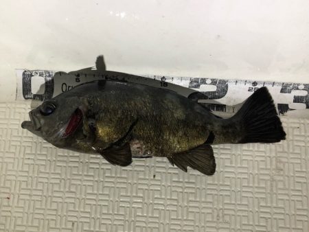 Magic(マジック) 釣果