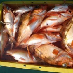 第二むつ漁丸 釣果