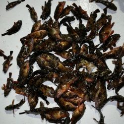 TOPGUN名古屋 釣果