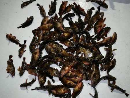 TOPGUN名古屋 釣果