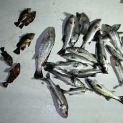 TOPGUN名古屋 釣果