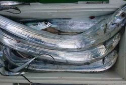 久里浜黒川本家 釣果