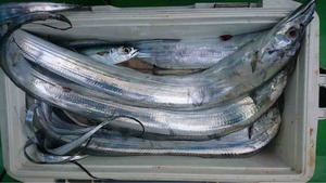 久里浜黒川本家 釣果