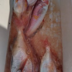 遊漁船 新鋭丸 釣果