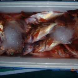 第二むつ漁丸 釣果