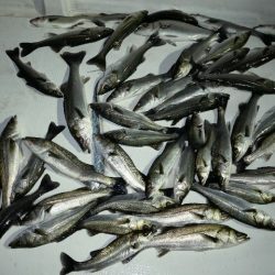 TOPGUN名古屋 釣果