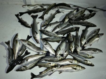 TOPGUN名古屋 釣果