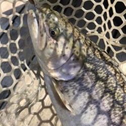 フィッシング サンクチュアリ 釣果