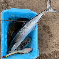 明神釣船 釣果