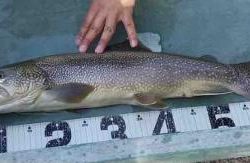 フィッシング サンクチュアリ 釣果