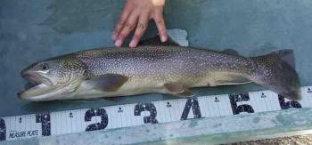 フィッシング サンクチュアリ 釣果