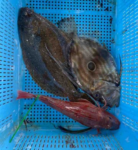 明神釣船 釣果