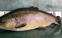 フィッシング サンクチュアリ 釣果