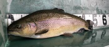 フィッシング サンクチュアリ 釣果