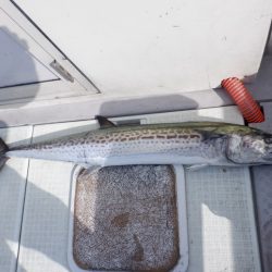 遊漁船 遊友 釣果