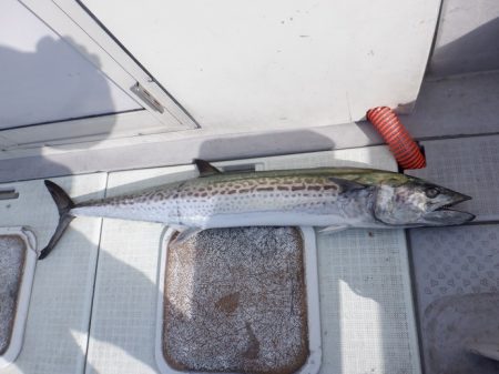 遊漁船 遊友 釣果