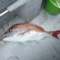 遊漁船 遊友 釣果