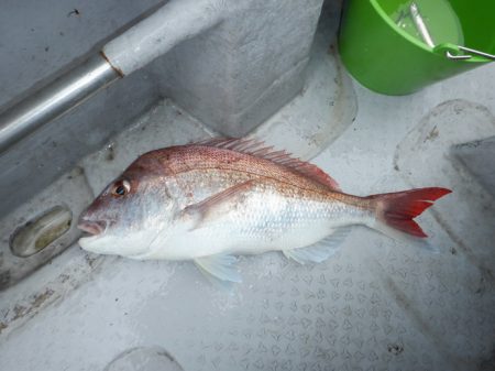 遊漁船 遊友 釣果