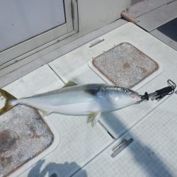 遊漁船 遊友 釣果