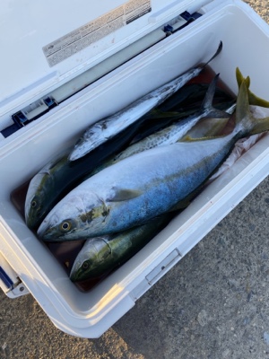 シーモンキー 釣果