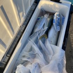 シーモンキー 釣果