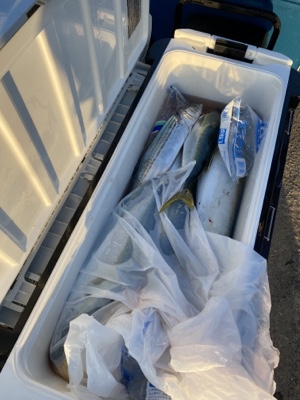 シーモンキー 釣果