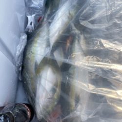 シーモンキー 釣果