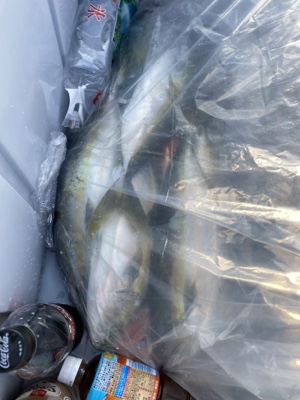 シーモンキー 釣果