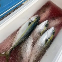 シーモンキー 釣果