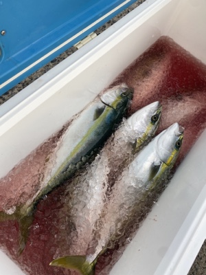 シーモンキー 釣果