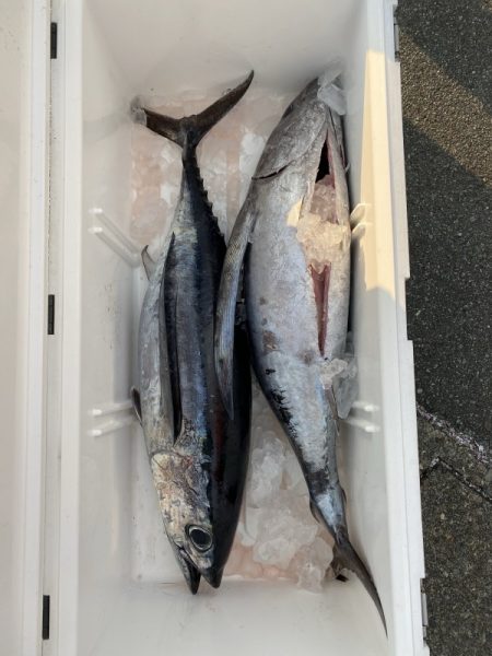 和丸(三重) 釣果