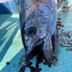 シードリーム 釣果