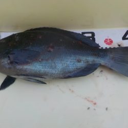 大幸丸 釣果