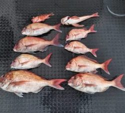 東京湾探釣隊ぼっち 釣果