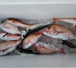 東京湾探釣隊ぼっち 釣果