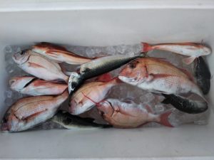 東京湾探釣隊ぼっち 釣果