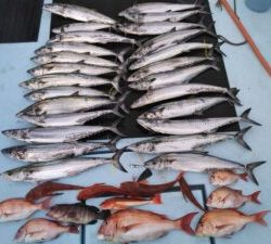 東京湾探釣隊ぼっち 釣果