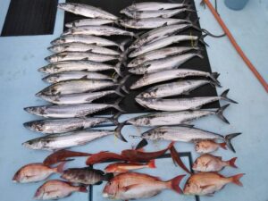 東京湾探釣隊ぼっち 釣果