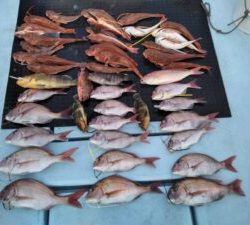 東京湾探釣隊ぼっち 釣果