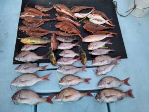 東京湾探釣隊ぼっち 釣果