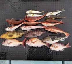 東京湾探釣隊ぼっち 釣果